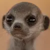 lapaoqjsh