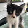 blackcat911_