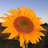 _nee_panita_sunflower