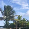 danielacoelho39