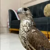 الشيباني.