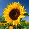 sunflower4r4