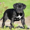 starcanecorso62