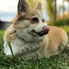 lilo_korgi