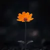 doan180890