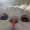 ✨