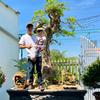 nam_viet_bonsai839