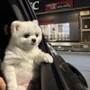 akirathepom