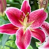 biggee279661