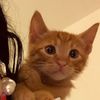 orangeboy56_