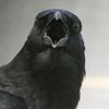 screeching_bird