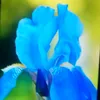 blueiris_16