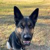 germanshepherdlover06