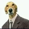 felipe_cachorrao