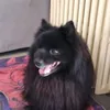 leochevaillier7