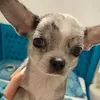lorrychihuahua