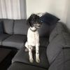 dogdad9610