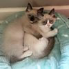 Kitty 1 Kitty 2