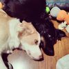 roscotherescue_sillybean