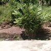 jakasembung5660