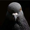 arthur_morgan445