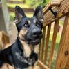 sheplife
