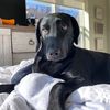 vibethedoggy