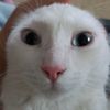 sadapupik