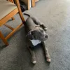 zolathexlbully