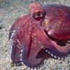 datcephalopod