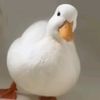 bonjenris