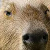 capybara.sir