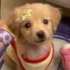 idcjwinma
