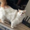 lafa_bubble