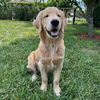 bruce_the_golden_pup_