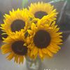 sunflowervibez