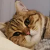 thecat_twix