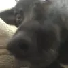 theputrex