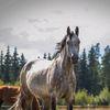 UniqueWicka🐴🪿🦆🥰