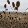 amidst.the.sagebrush