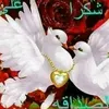 magd219