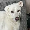 selvathedog