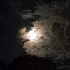 fireflies782