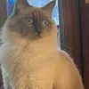 pattolladay
