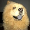 fuzzythechow