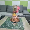 nemackiovcar1
