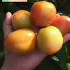 tindero_ng_kamatis