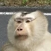 rengenmir