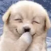 いぬになりたい🐶🎀