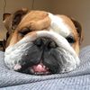 bulldog.boef